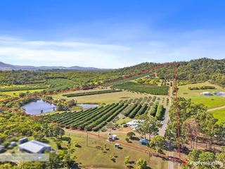Farm For Sale - QLD - Bondoola - 4703 - Premium Commercial Lychee Orchard 