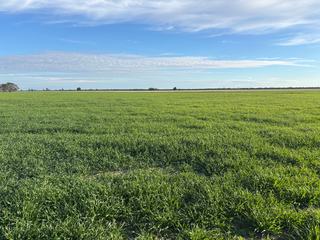 Farm For Lease - NSW - Moree - 2400 - Highly sought after farming and grazing country 