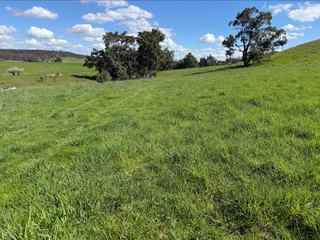 Farm For Sale - NSW - DUNEDOO - 2844 - BROOKLYN - SUBSTANTIAL MIXED FARMING OPPORTUNITY 