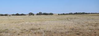 Farm Auction - QLD - Windorah - 4481 - LOW COST EU & ORGANIC BREEDING & FINISHING COUNTRY 