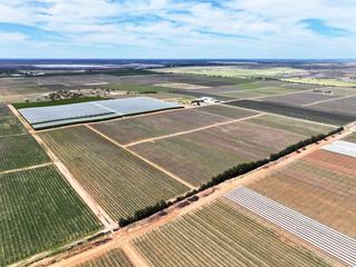 Farm For Sale - SA - Sunraysia - 3496 - Established Table Grape & Mandarin Orchard - Offered with Vacant Possession 