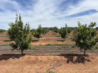 Farm For Sale - VIC - Yalca - 3637 - Tyacks Road Citrus 