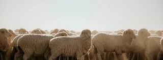 Jamestown saleyards
