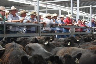 Northern Victoria Livestock Exchange (NVLX)