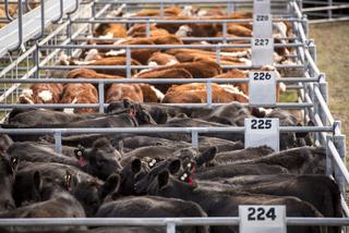 Tasmania Livestock Exchange