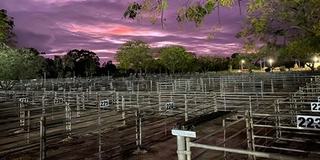 Swan Hill Saleyards