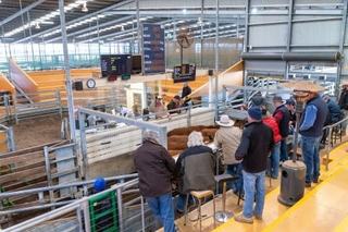 Echuca Saleyards