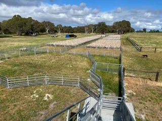 Maroona Saleyards