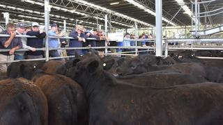 Colac Saleyards