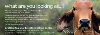 Grafton Regional Livestock Selling Centre