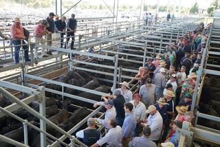 Central Victoria Livestock Exchange (CVLX)
