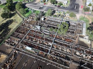 South Burnett Livestock Exchange (SBLX)