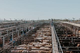 Roma Saleyards