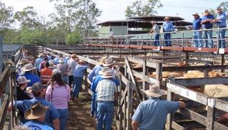 Gympie Saleyards
