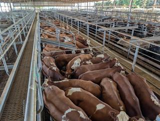 Goulburn Valley Livestock Exchange (GVLX)