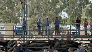 Euroa Saleyards