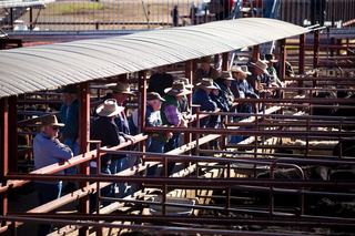 Warwick Saleyards