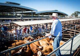 Dalby Saleyards