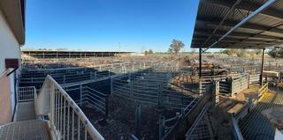 Finley Saleyards