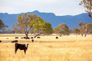 Cattle Stations For Sale NSW: Price Growth Set To Continue