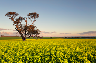 Acreage For Sale Hunter Valley: A Buyers Guide To The Perfect Rural Escape