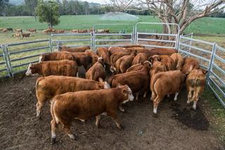 Zoetis helping protect young cattle from the top feedlot health threats