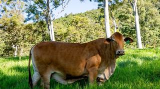 Protecting Australian cattle from three-day sickness - why vaccination is your best investment against Bovine Ephemeral Fever (BEF)
