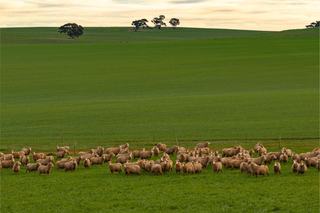 Historic SA Mixed Farm For Sale For First Time In Almost 150 Years