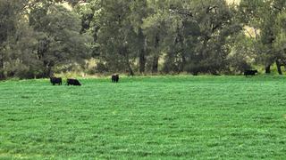 Cattle Property For Sale With Quality Infrastructure, Secure Water