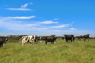Revealed: Best Performing Regions For Cattle Stations For Sale