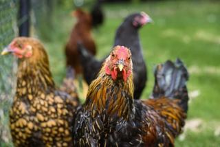 Small Farms And Hobby Farms For Sale: Farmbuy.com Buyers' Guide