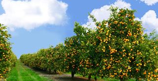 Horticulture Farming in Victoria