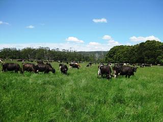 Dairy Farms for Sale: Farmbuy.com Buyers' Guide
