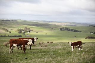 Farms For Sale South West Victoria: Farmbuy.com Buyers' Guide