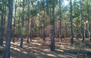 Forestry Properties for Sale: Farmbuy.com Buyers' Guide