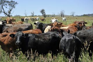 Farm Agistment