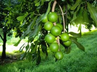 Top Macadamia Farms For Sale: Farmbuy.com Buyers' Guide