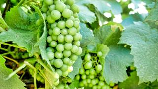 Wineries For Sale: Farmbuy.com Buyers' Guide