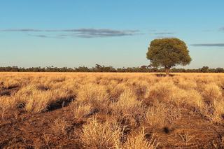 Large-Scale, Diversified Grazing Property For Sale QLD