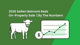 Seifert Belmont Reds 2026 Sale Clears 100 Per Cent With $10,985 Bull Average and $24,000 Top at Dalby