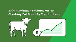 Three Bulls Top the 2026 Huntington Brisbane Valley Charbray Bull Sale at $14,000