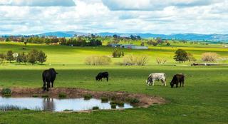 Cattle Stations for Sale: Positive Outlook Forecast