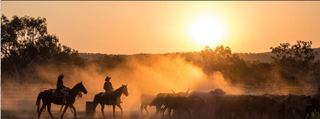 Rare Opportunity To Buy Cattle Stations For Sale North Queensland