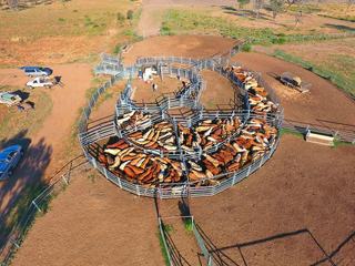 Discover The Best Cattle Stations For Sale In Queensland