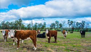 Five Of The Cheapest Farms For Sale Western Australia