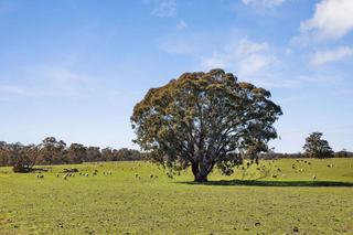 Large Rural Property With Subdivision Potential For Sale VIC
