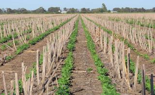 Rare Bare Farming Block For Sale Western Downs QLD