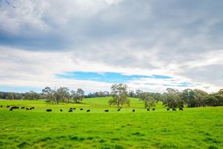 Dairy Farms For Sale VIC: Opportunities In Buoyant Market