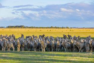 Two Highly Productive Farms For Sale Western Victoria