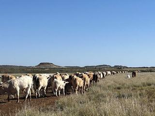 QLD Cattle Property For Sale Boasts Established Organic Market Presence